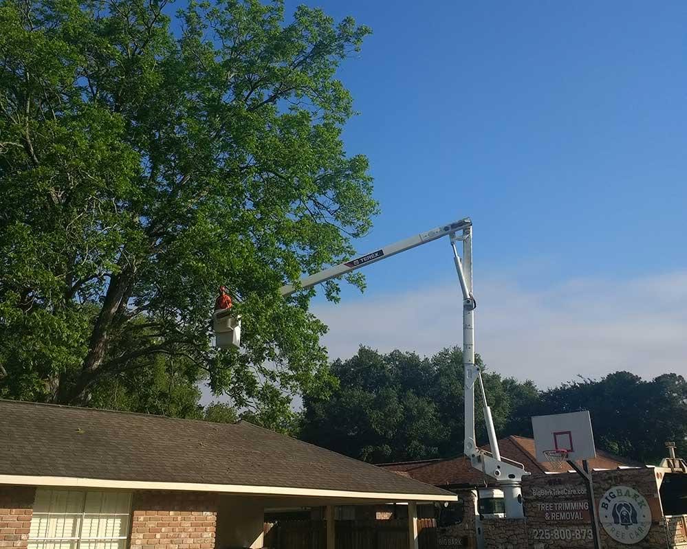 AJ's Tree Service live website hero